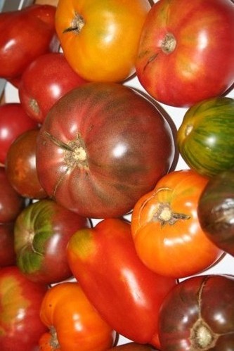 Real
        Tomatoes
