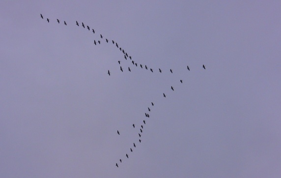 The
        geese are smart enough to head for warmer grounds