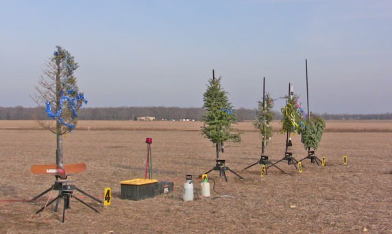 Christmas Trees on the starting line