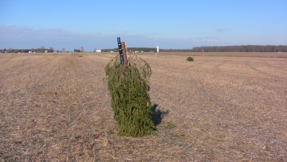 Despicable Tree stuck
        the landing