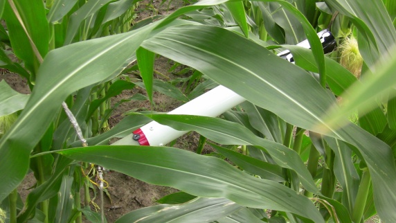 Shaken, Not Stirred gobbled up by the corn