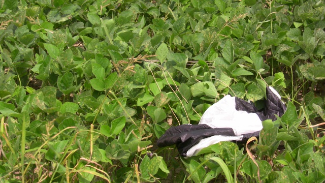 Shaken, Not Stirred
        swallowed in the beans