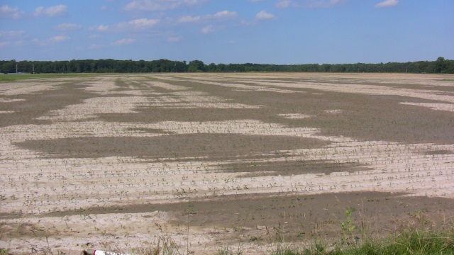 Vast field of baby soy beans