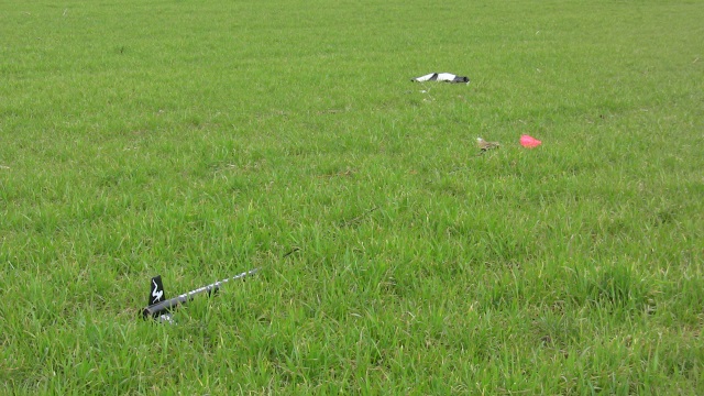 Almost hidden in winter wheat